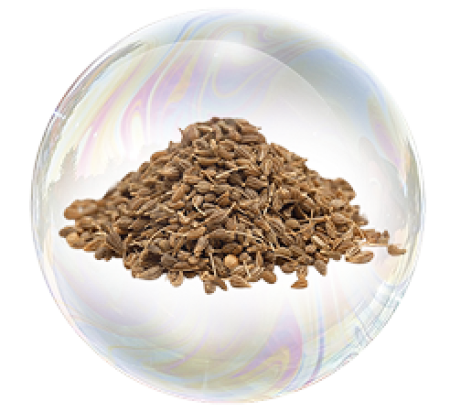 Семена аниса