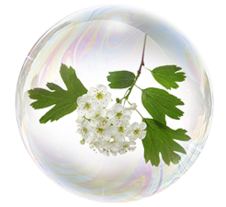 Цветки боярышника